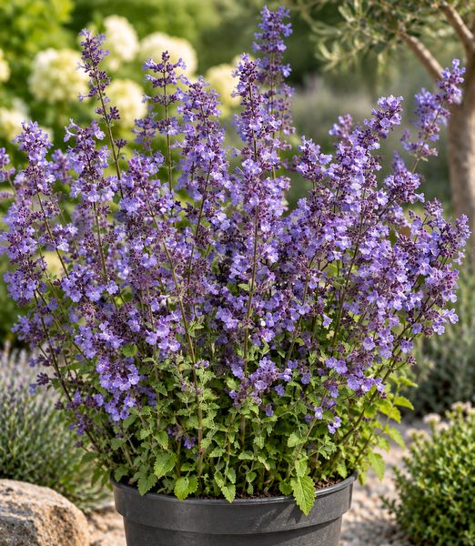 Nepeta × faassenii ‘Kit Cat’